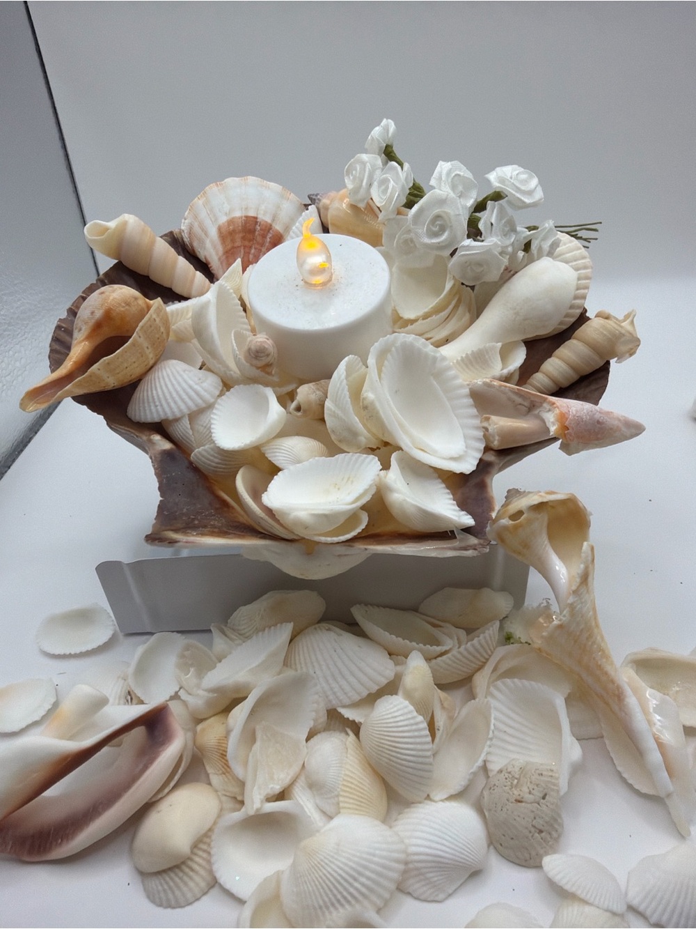 150+ Natural White Craft Seashells for DIY, Beach Decor & Jewelry Making